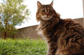 20080727 - What's fluffier? The cat, grass, or tree?