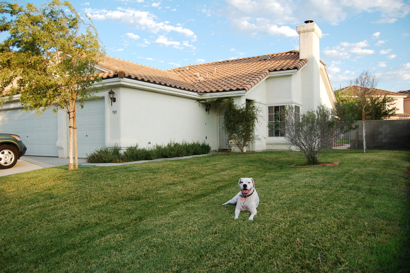 20080801 - Dog's House