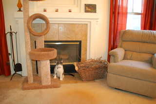 20080831 - Real Firewood, Real Cat!