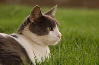 20080902 - Fuzzy cat is fuzzy.
