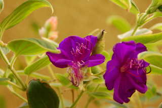 DSC_2512.JPG