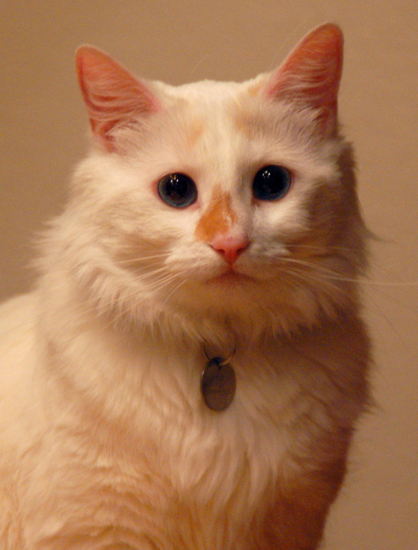 Seis Portrait 20081224.JPG