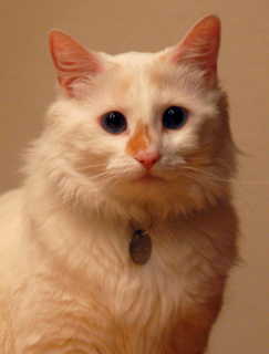Seis Portrait 20081224.JPG