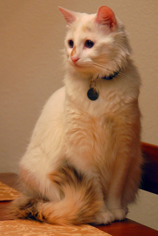 Seis Sitting 20081224.JPG