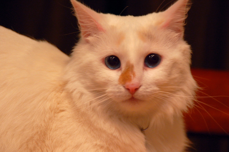 Seis Up Close.JPG