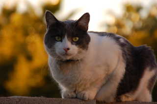 DSC 4350