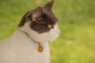 Elliot Cat in Backyard