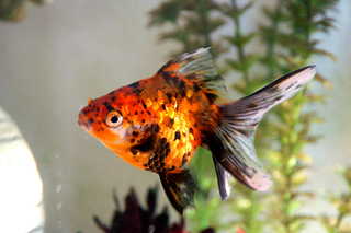 Newest Fishie, brought home July 2009