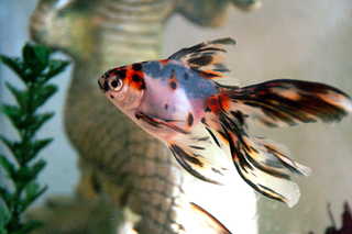 New Fishie, Brought home June 2009