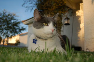 20091008 Elliott in afternoon sun