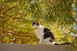 20091008 Wall Walkin'