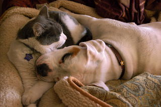 20091103 - Best Buddies.JPG