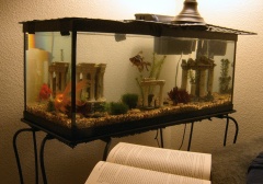 20 gallon aquarium, "BioWheel" 30 gallon size filter, air pump & bubbler.