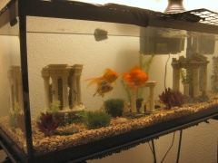 Long tail golden:  Stan
Short tail golden:  Karl
Calico:  Mike