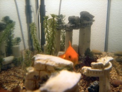 Closeup of aquarium, Karl peeking out from stone ruins